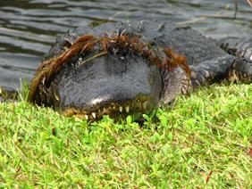 A gator playing hide-and-seek