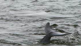 A dolphin tail, Pamlico Sound