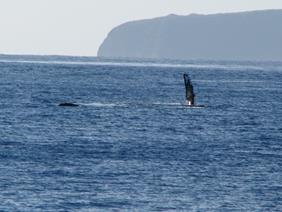 Humpback whale in Maalaea Bay, Maui