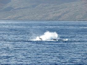 Humpback whale in Maalaea Bay, Maui II