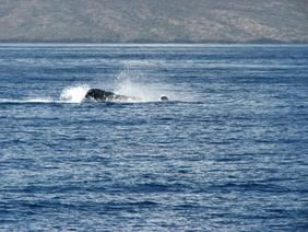 Humpback whale in Maalaea Bay, Maui III