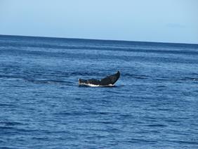 Humpback whale in Maalaea Bay, Maui IV