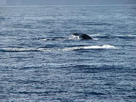 Humpback whale in Maalaea Bay, Maui V