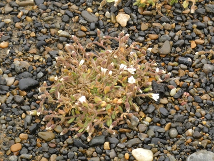 Unidentified flower, Utqiaġvik, Alaska