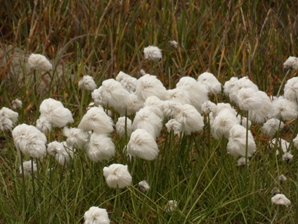 Cotton grass, Utqiaġvik, Alaska