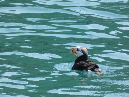 Horned Puffin (Fratercula corniculata) somewhere in the Resurrection bay. Hollow or not hollow bones?